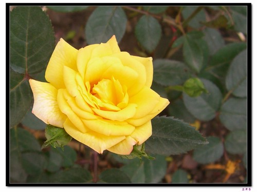 ��������¼�԰:��ۼ���