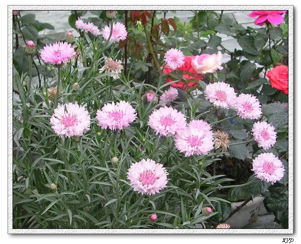 ����������ʸ����