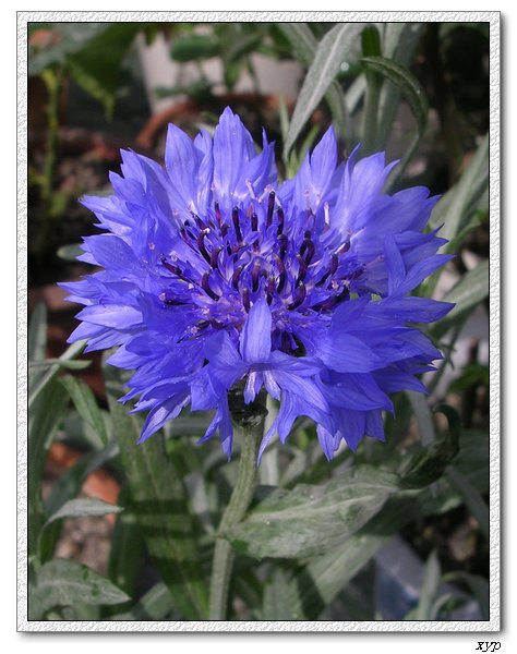 ����������ʸ����