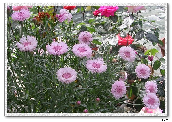 ����������ʸ����