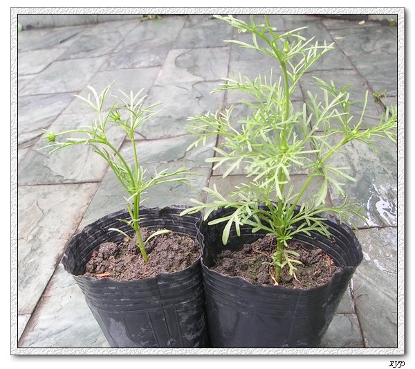 �ҵ�С��˹��