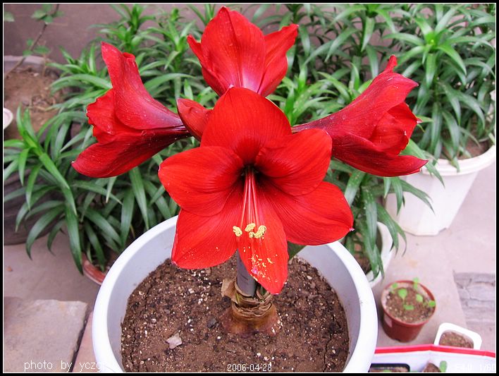 �춥��--��ʨ