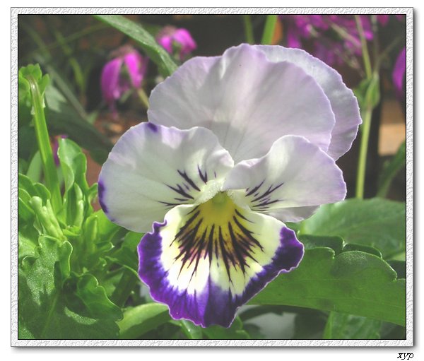 ��è����