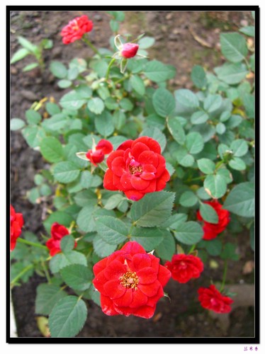 ��������¼���԰:��ۼ���(���ް�),��ʯ�¼�