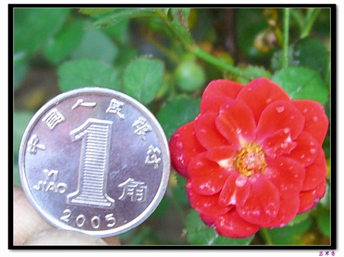 ��������¼���԰:��ۼ���(���ް�),��ʯ�¼�