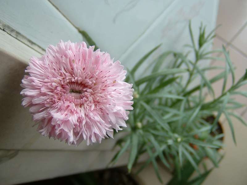 ����������ʸ����