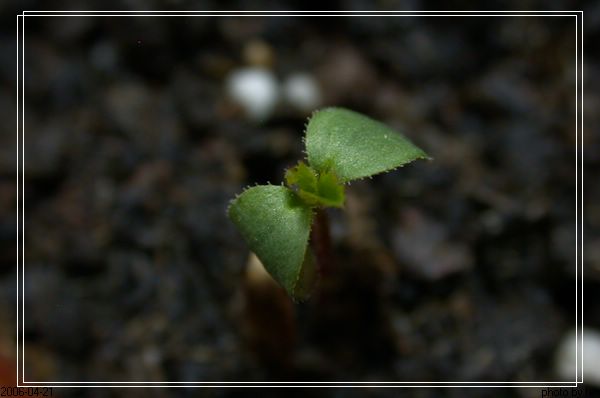 ���������¼�