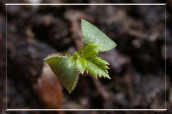 ���������¼�