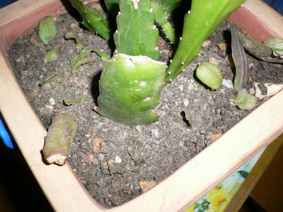 �����͵İ׻����