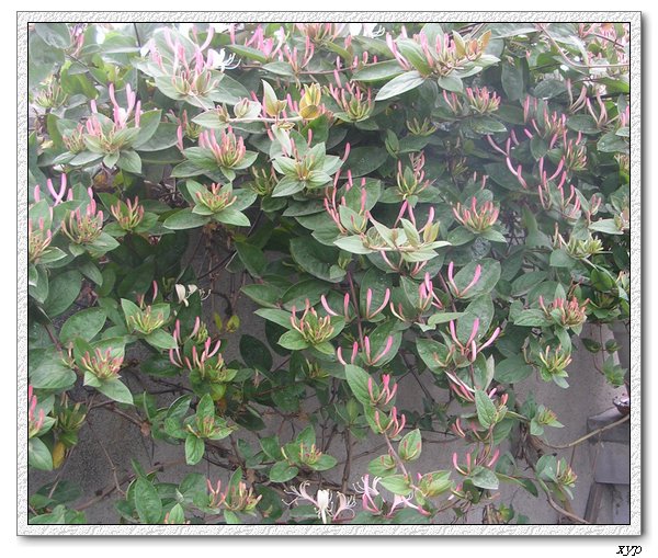 ���������죩