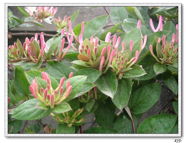 ���������죩