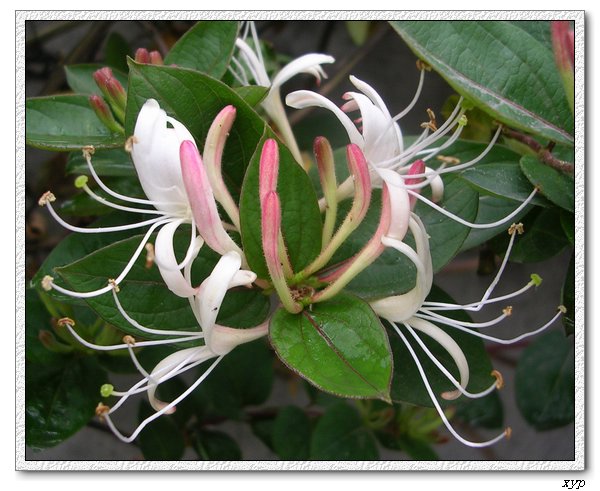 ���������죩