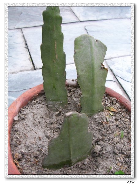 �����͵İ׻����