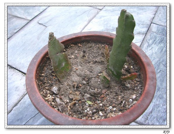 �����͵İ׻����