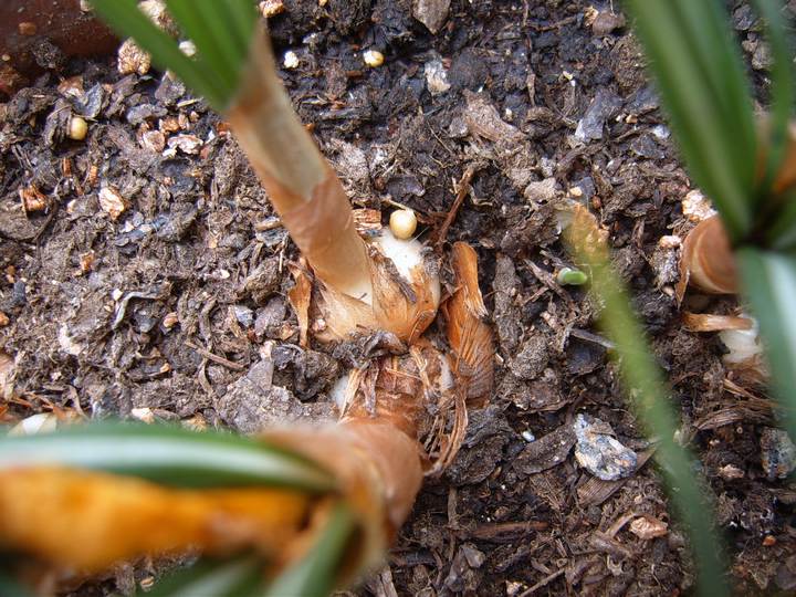 �ع��ҵ�����(��):����