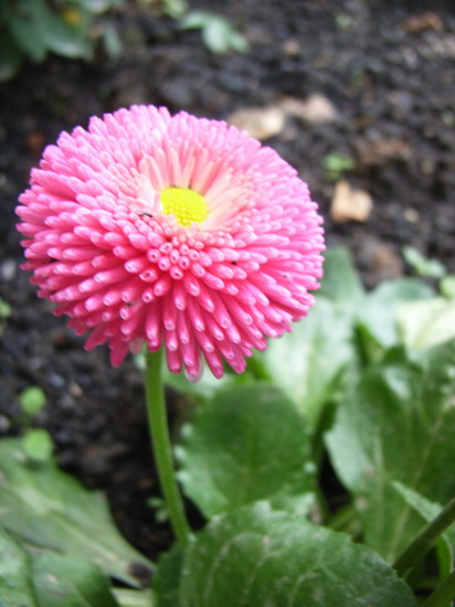 ��è����      *-*����Ļ�԰*-*