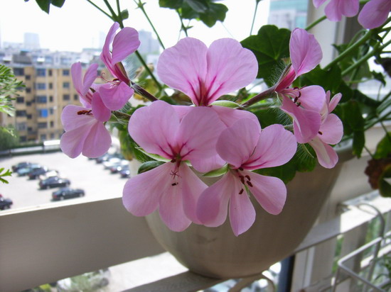 ��è����      *-*����Ļ�԰*-*