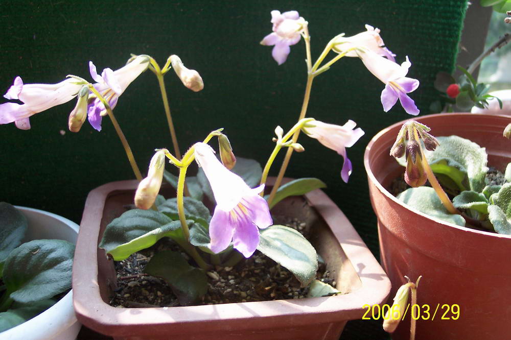 ����ͩ��С��ͩ��˫��Ƥ��