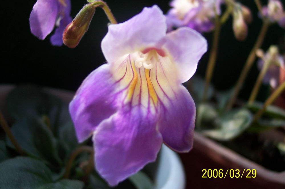 ����ͩ��С��ͩ��˫��Ƥ��