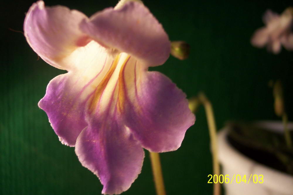 ����ͩ��С��ͩ��˫��Ƥ��