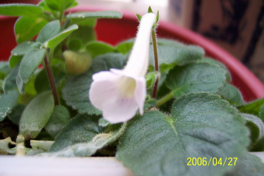 ����ͩ��С��ͩ��˫��Ƥ��