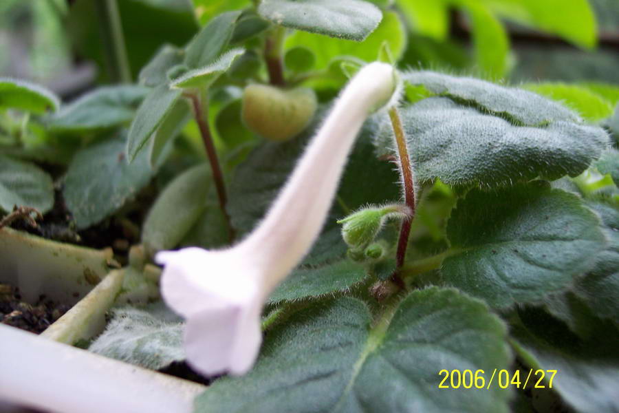 ����ͩ��С��ͩ��˫��Ƥ��