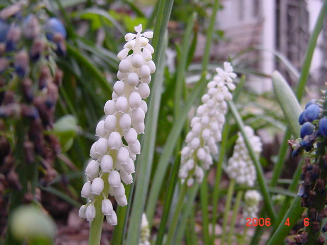 ����СԺ����P12 ���ٺ�����