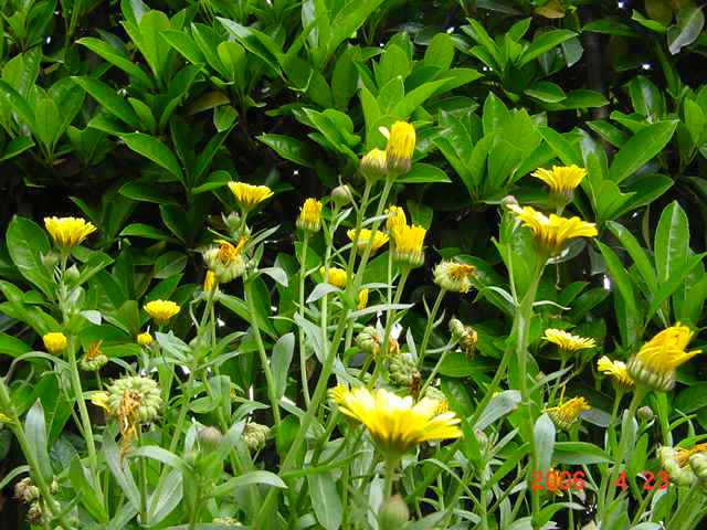 ����СԺ����P12 ���ٺ�����