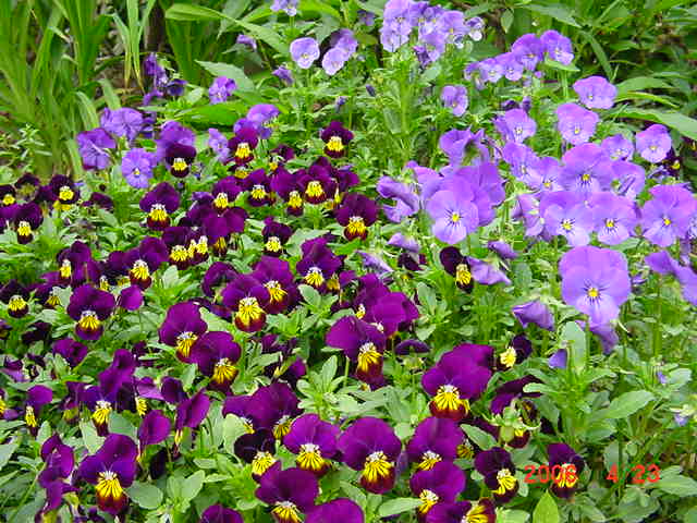 ����СԺ����P12 ���ٺ�����