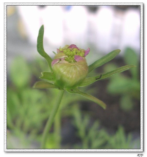 �ҵ�С��˹��