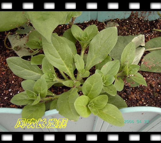 ������ţ�������ذ�ģ�һ¥��     *-*����Ļ�԰*-*