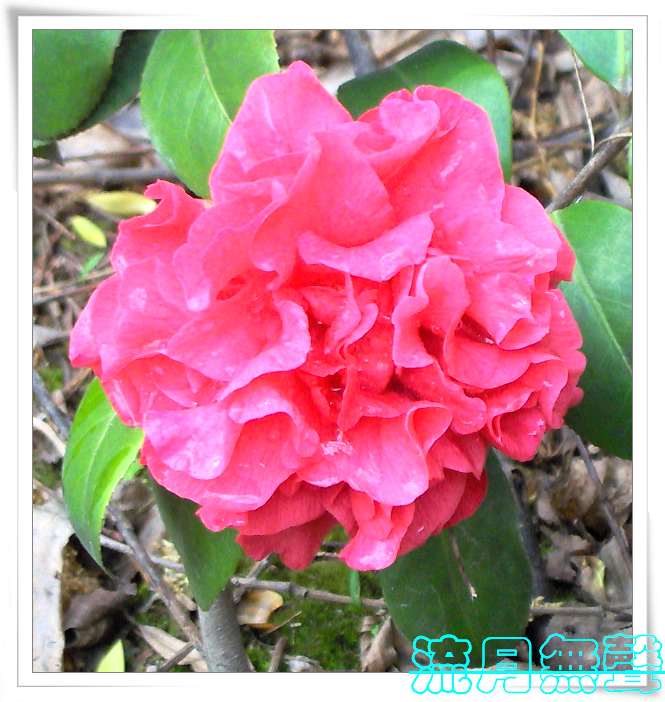 �ҼҵĻ������軨