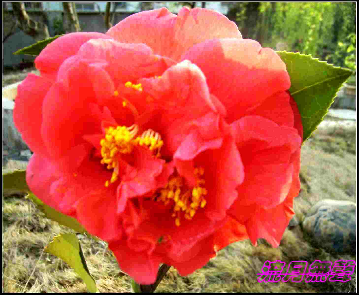 �ҼҵĻ������軨