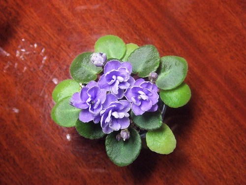 [����]����ҶƬ�ɳ���¼����ɽ��