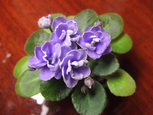 [����]����ҶƬ�ɳ���¼����ɽ��