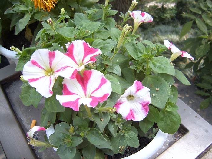 ����һ����