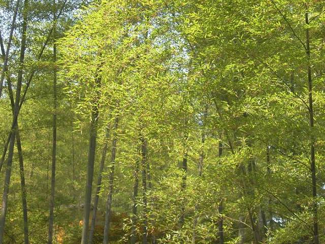 ����һ����