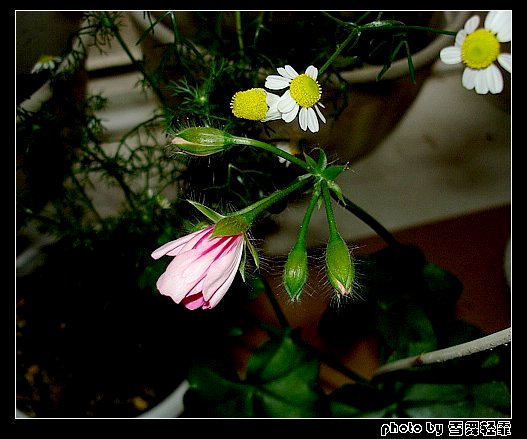 ����ۻ��ɡ���