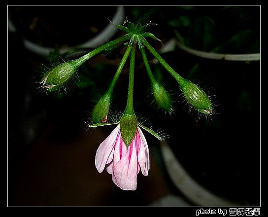 ����ۻ��ɡ���