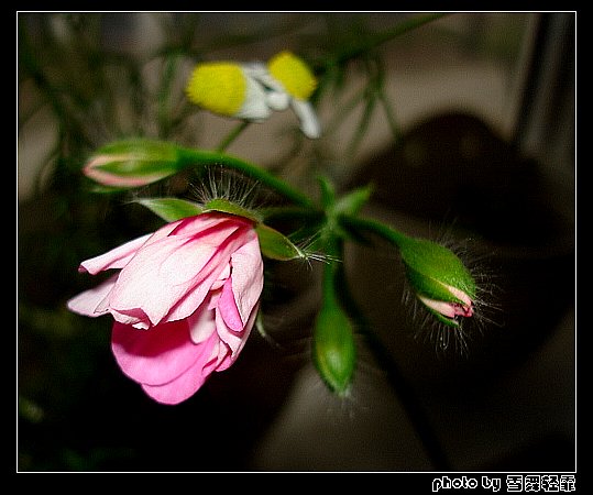 ����ۻ��ɡ���