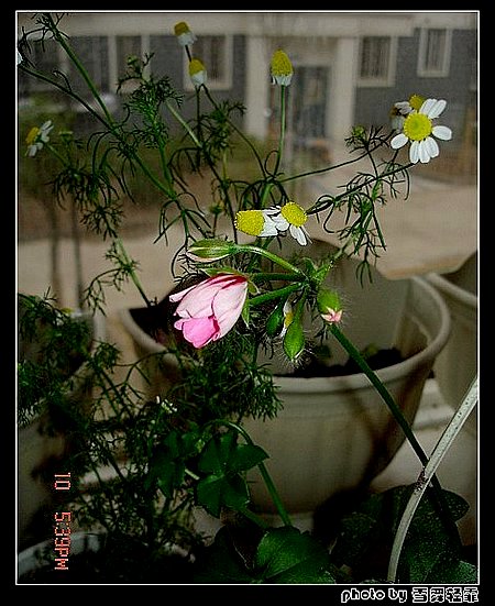 ����ۻ��ɡ���