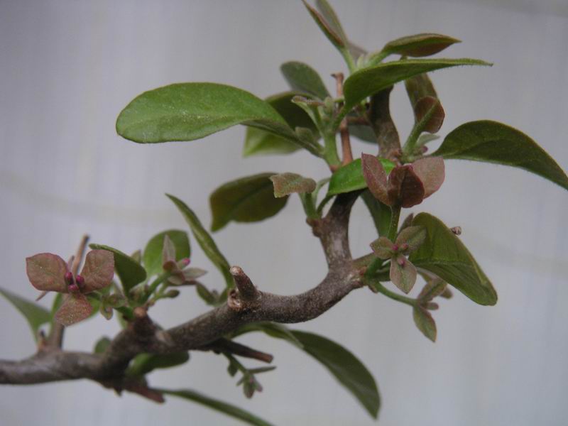 ������̨�ϵ�����÷