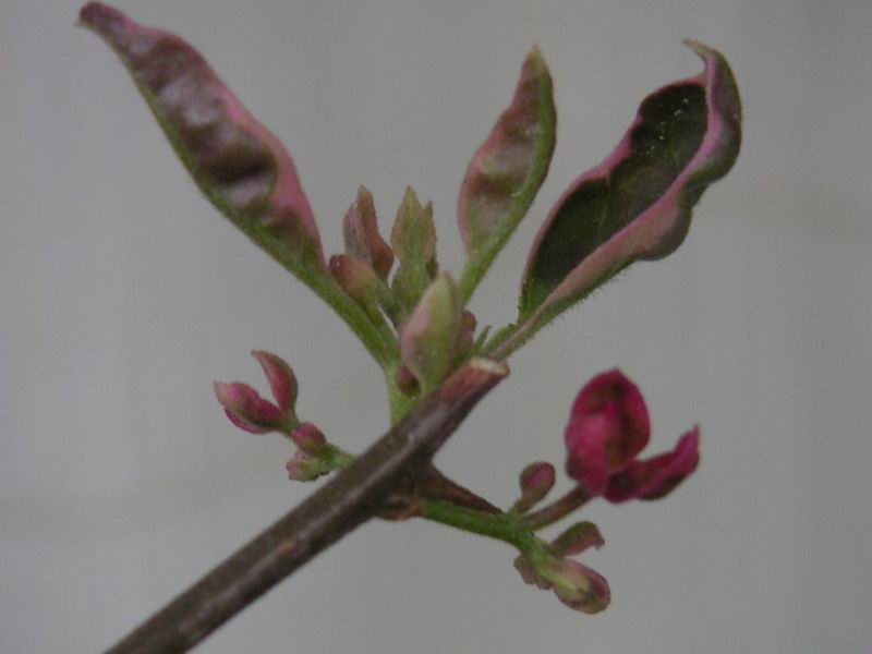 ������̨�ϵ�����÷