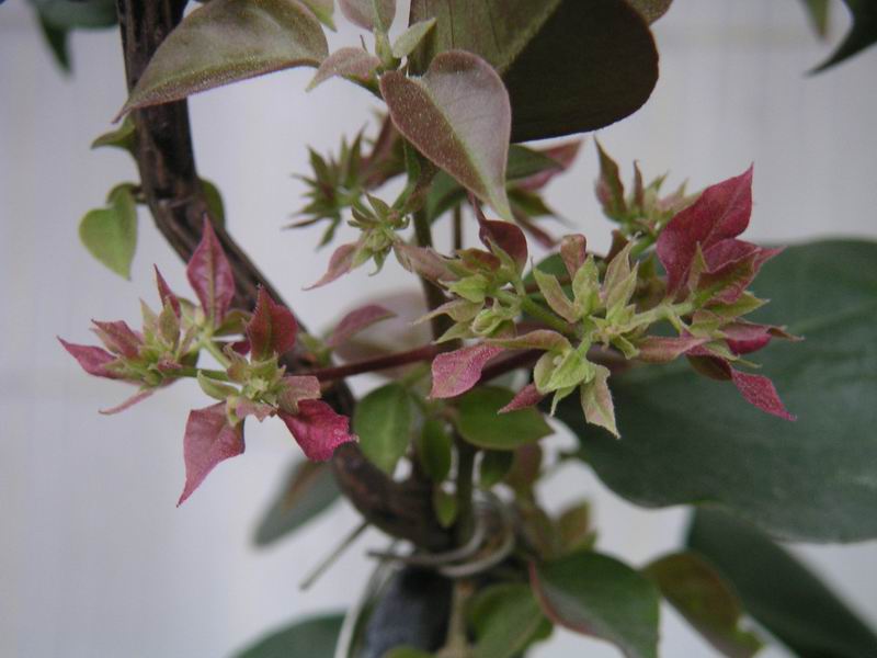 ������̨�ϵ�����÷