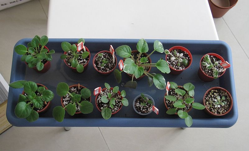 ����һ����.....Rechal��Keewee���