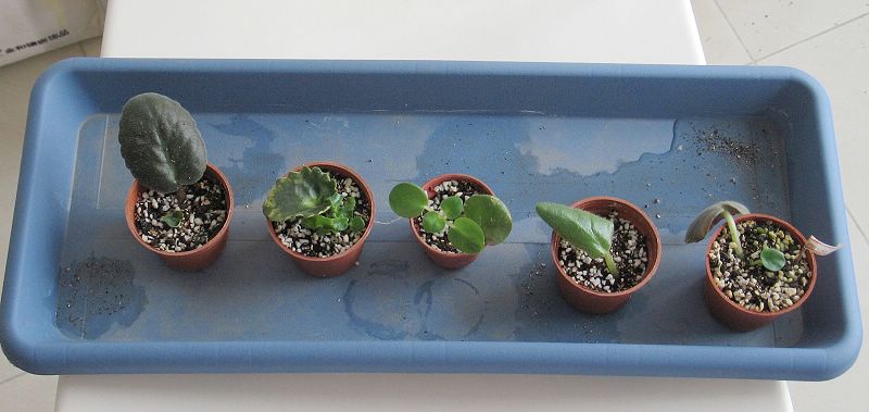 ����һ����.....Rechal��Keewee���