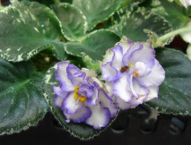 �������������