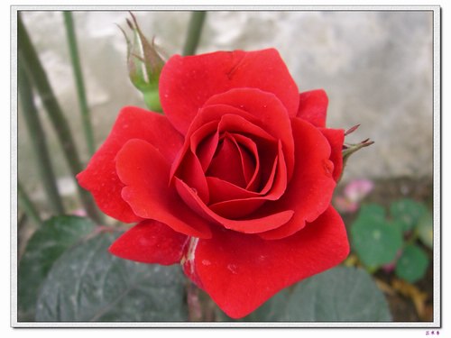 ��������¼���԰:��ۼ���(���ް�),��ʯ�¼�����ʯõ��