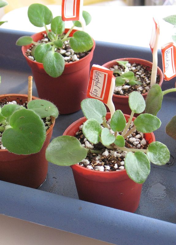 ����һ����.....Rechal��Keewee���