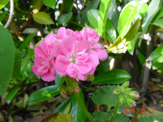 ����СԺ����P12 ���ٺ�����